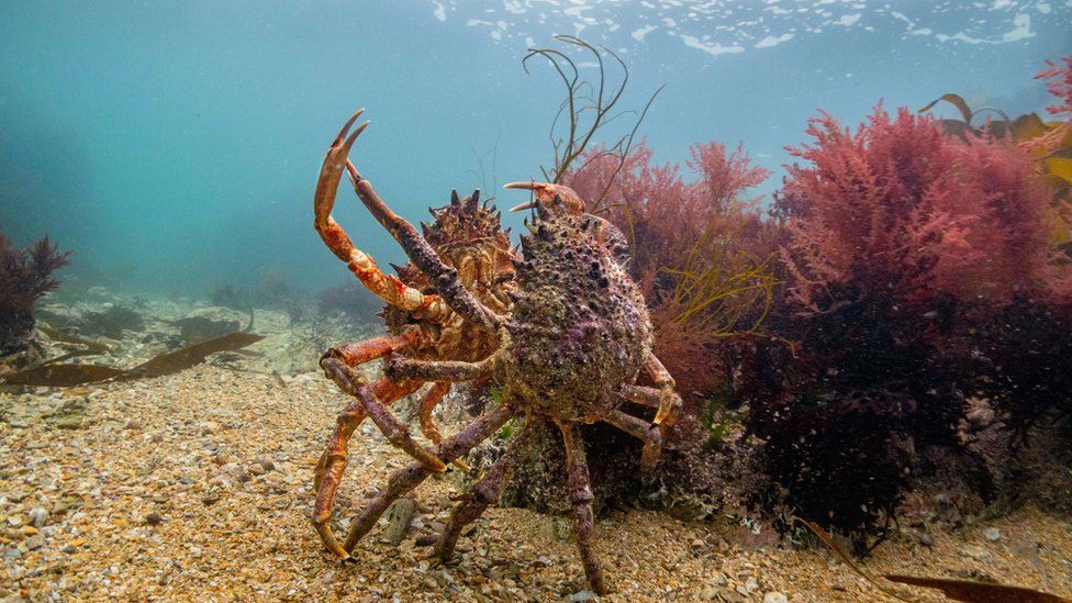 Spinnenkrabben sind in den flachen Gewässern vor England verbreitet