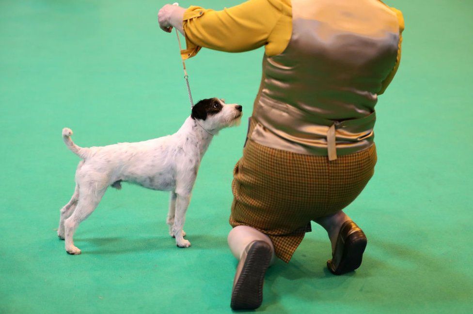 Dogs and owners arrive for the first day of Crufts Dog Show at NEC Arena on 9 March 2017 in Birmingham, England.