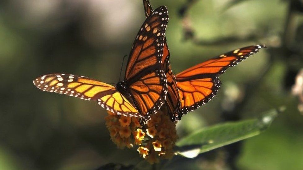 Monarch butterflies in California - archive picture
