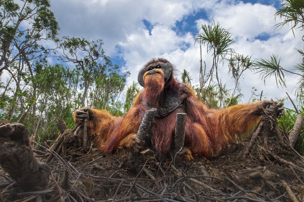 Орангутанг держится за пни срубленных деревьев, которые были его домом