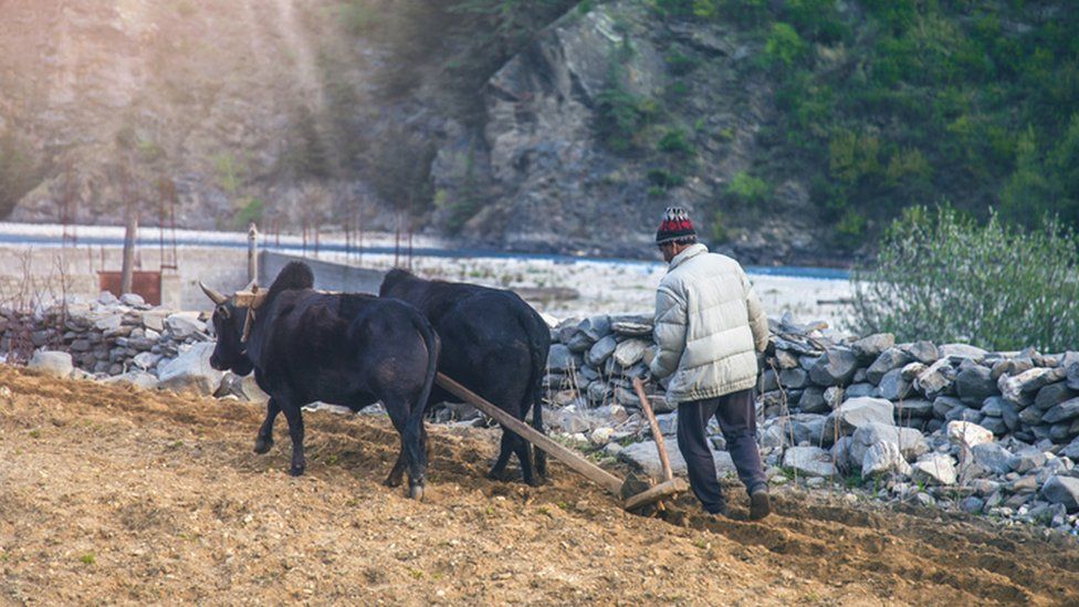 Campesino labrando la tierra.