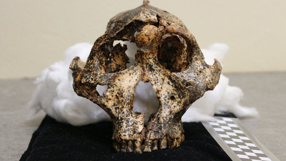 The two-million-year-old Parantropus robustus skull