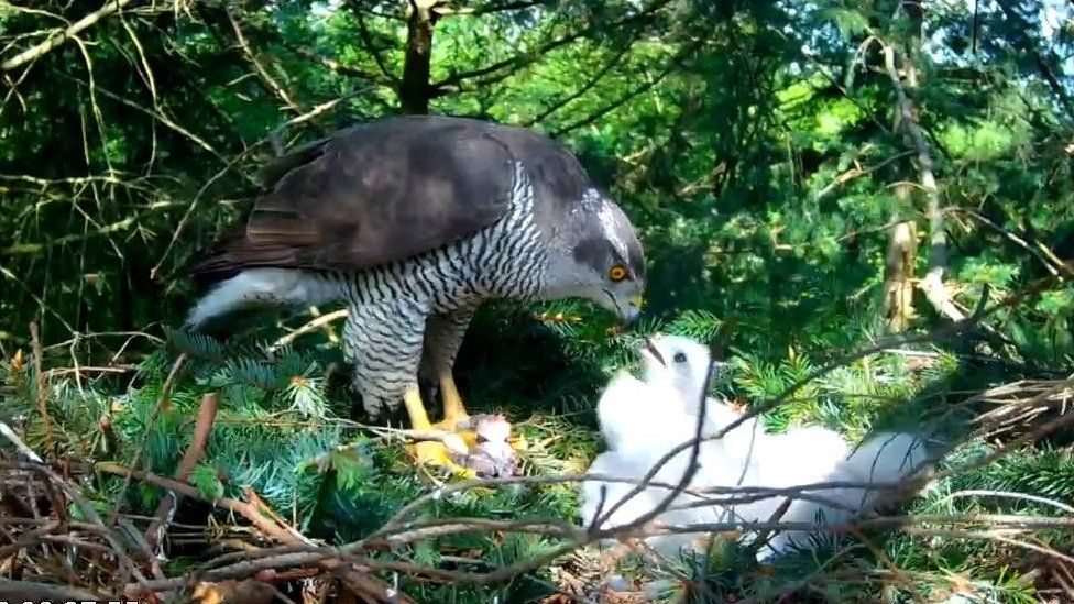 Goshawk