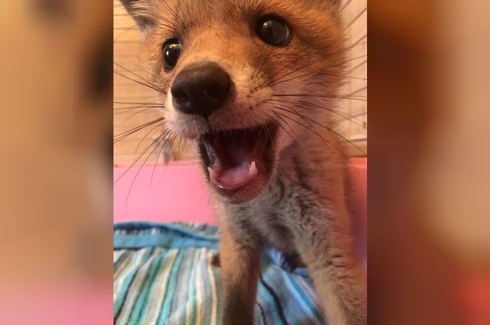 Fox cub after it was rescued