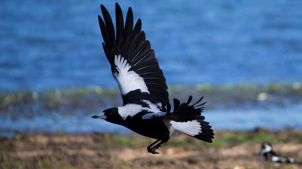 A picture of a swooping magpie