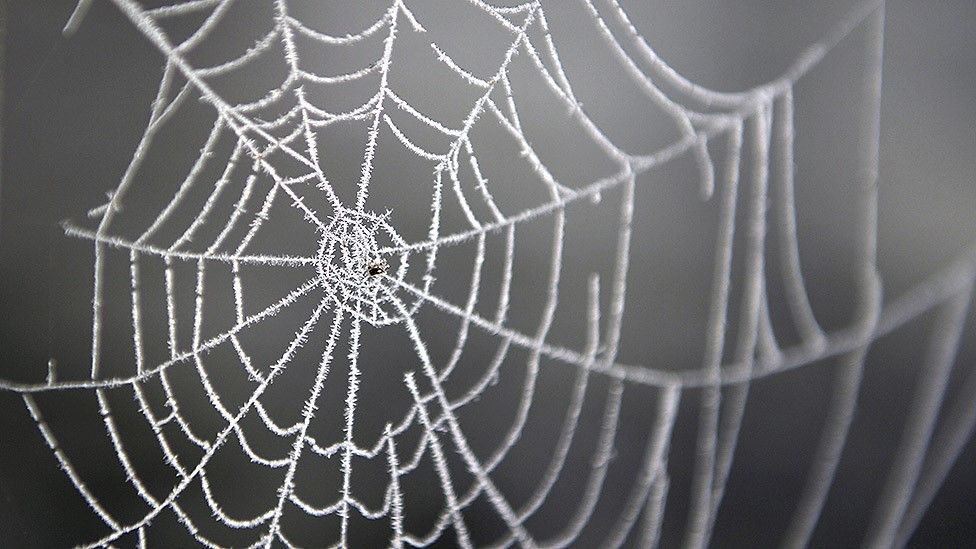 Listen to the music of a spider's web. Tell me what do you hear?