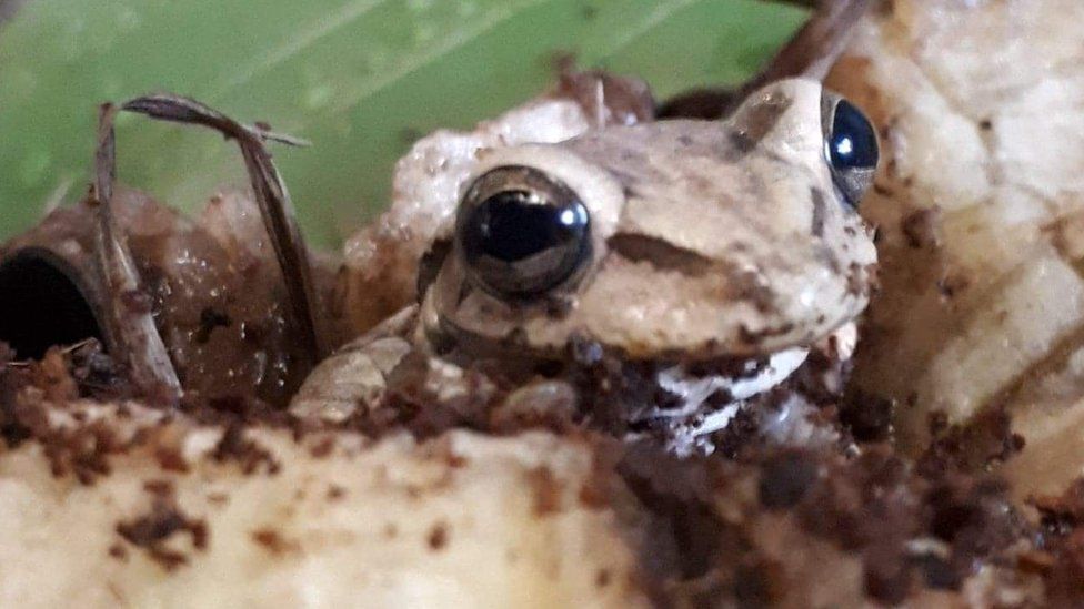 Rescued endangered Loa water frogs have 200 offspring - BBC News