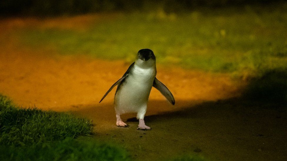 Phillip Island Penguin population increases in number BBC Newsround