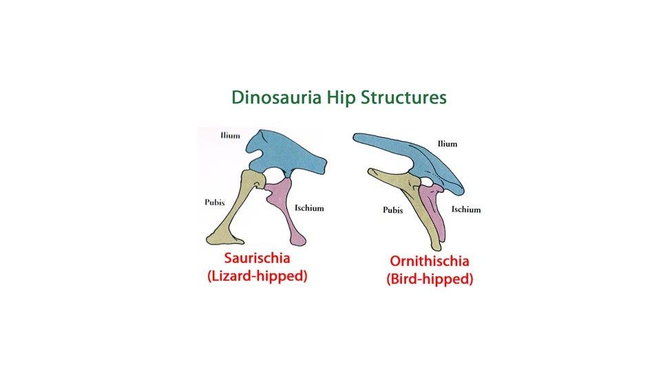 Dinosaur Hips
