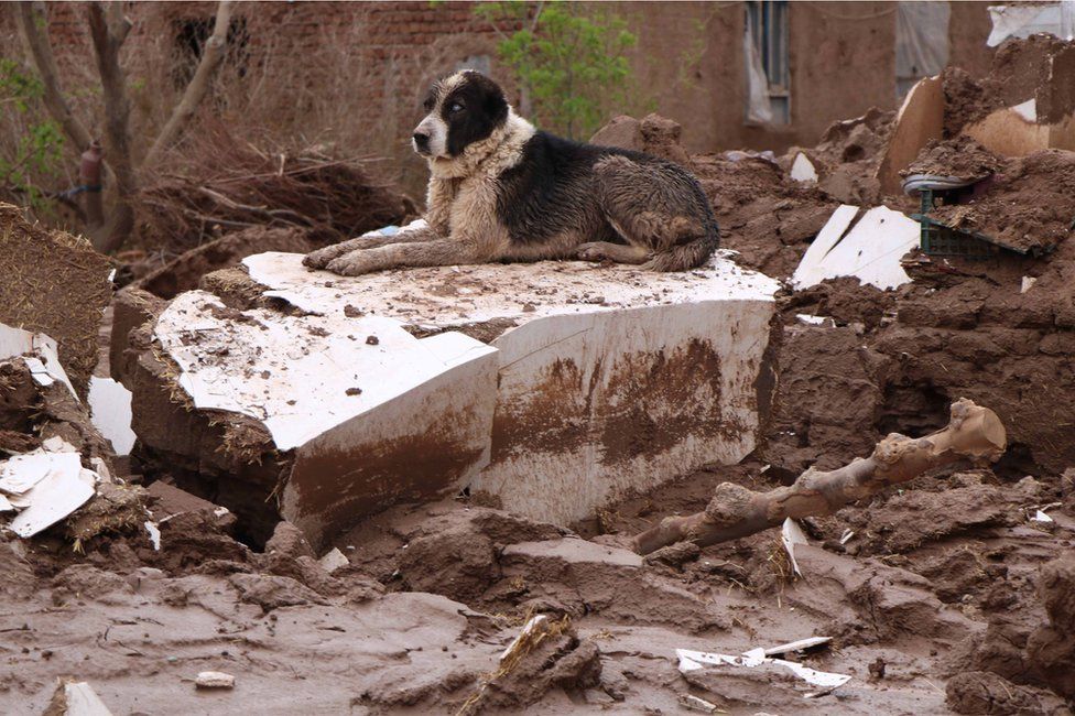 Afghanistan - stray dog sitting among debris