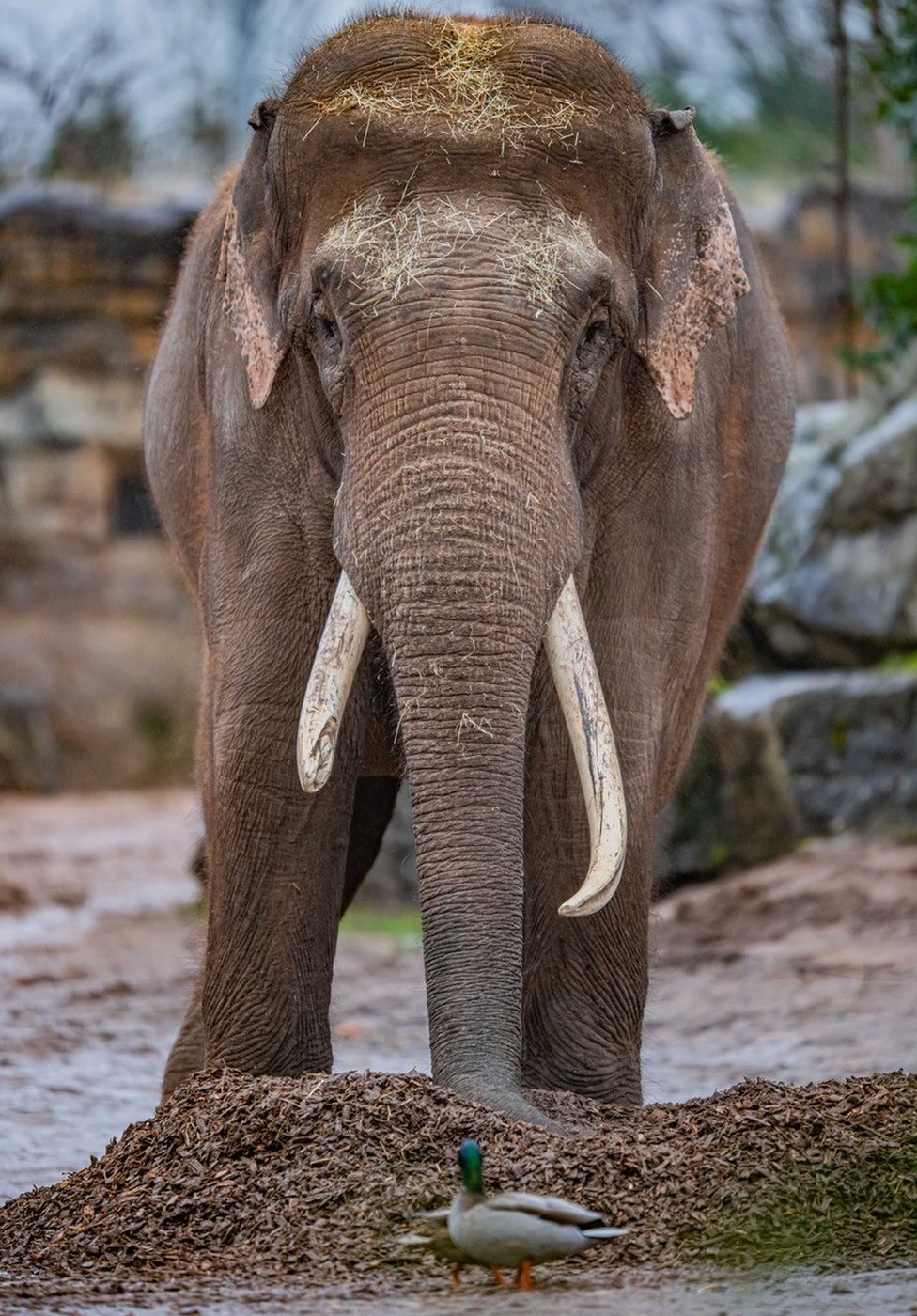 Aung Bo the bull elephant at Chester Zoo