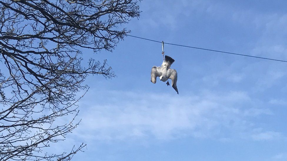 Seagull hanging from telegraph wire