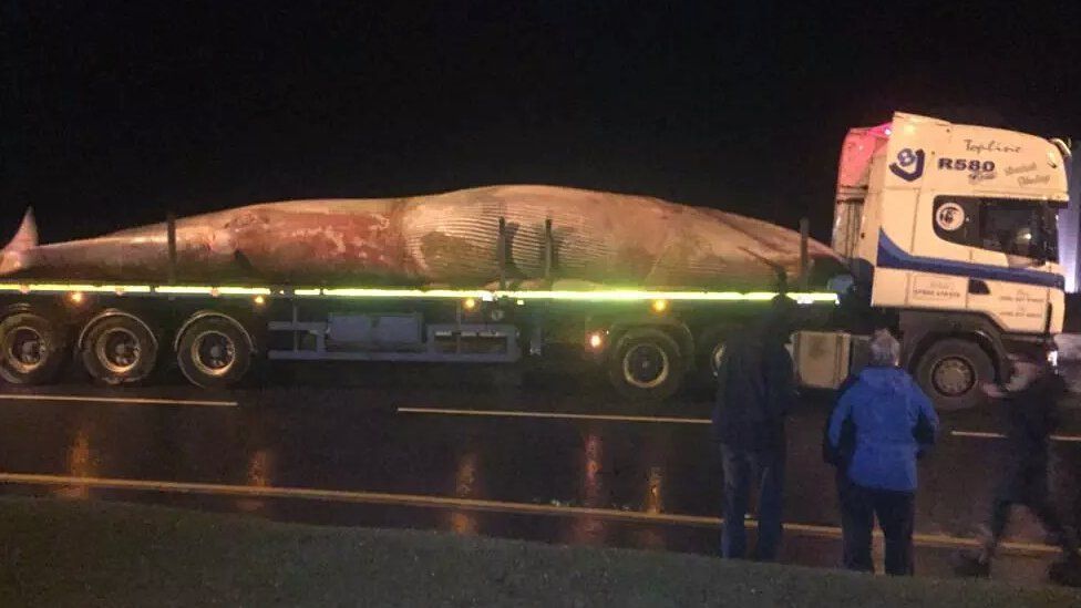 The whale was removed from the beach on Monday evening