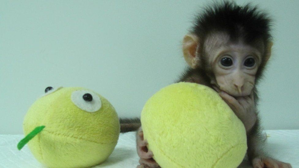 Hua Hua, one of the first monkey clones made by somatic cell nuclear transfer