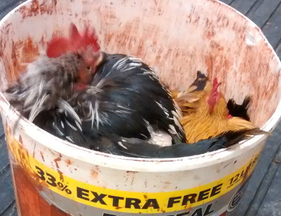 Five chickens found squeezed into bucket in Nottingham BBC News