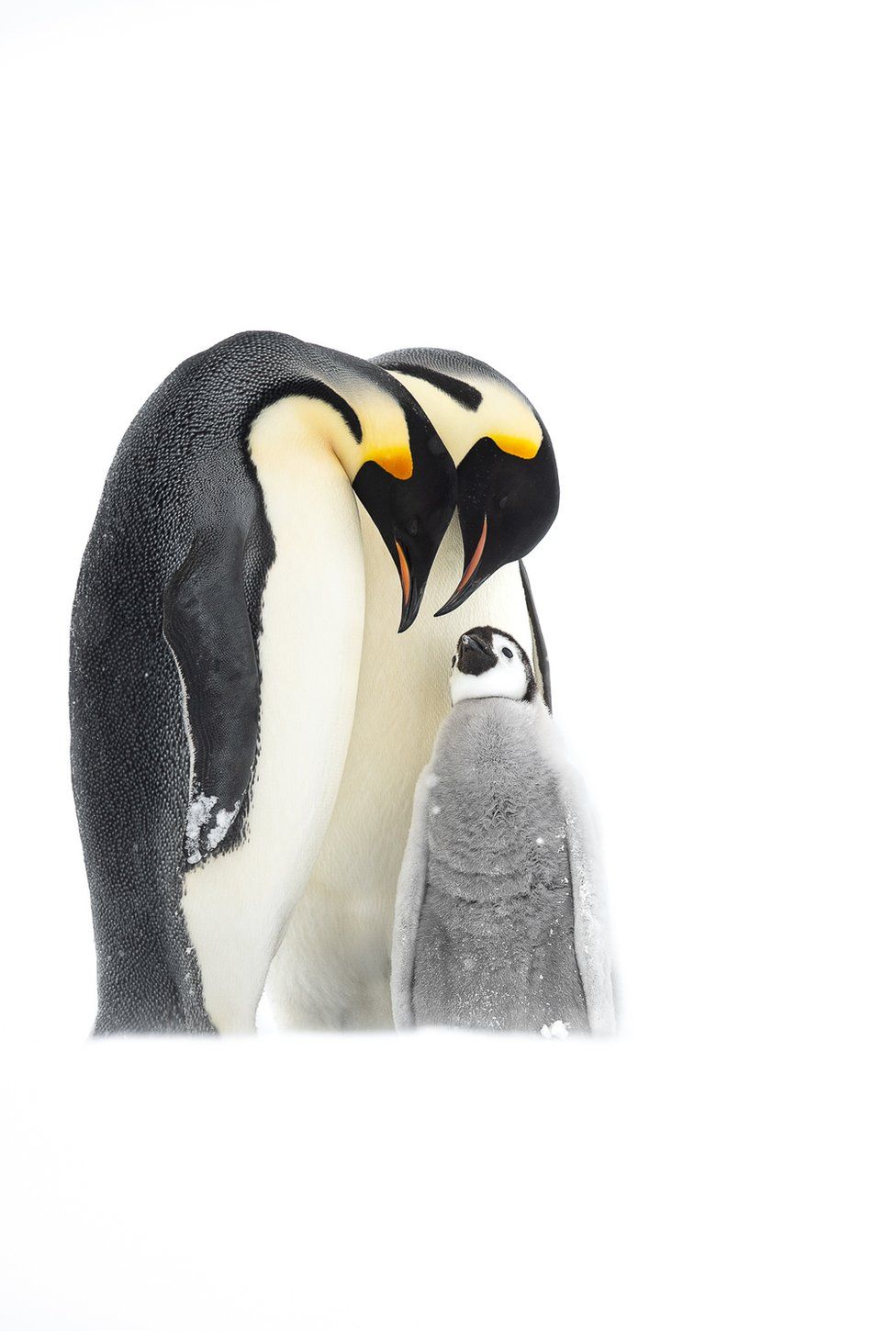 Два пингвина смотрят на маленького пингвина