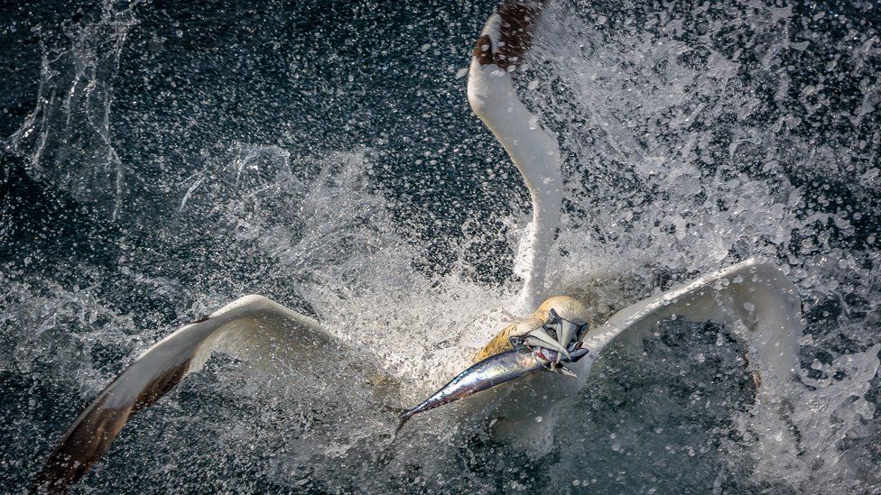 Two gannets fighting over a mackerel