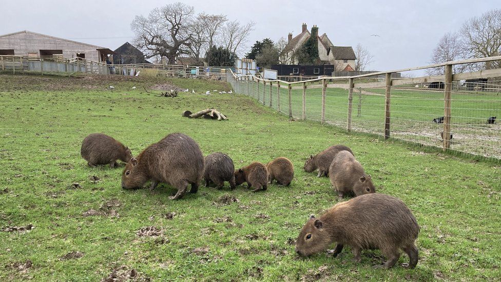 Capybara litter welcomed at Jimmy's Farm in Suffolk - BBC News