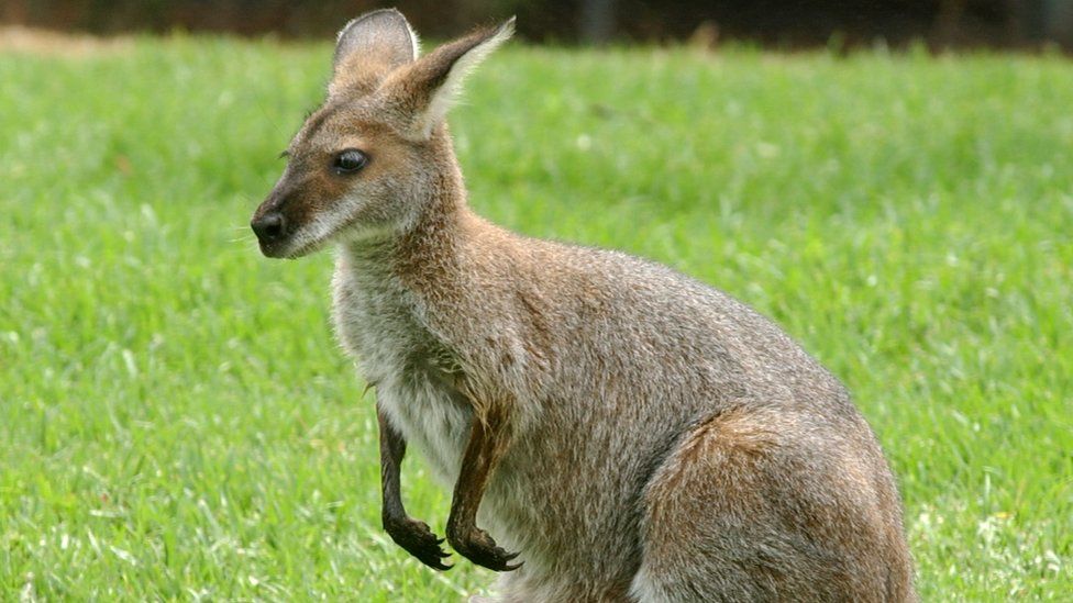 Kangaroo in Sydney Zoo, file pic 2002