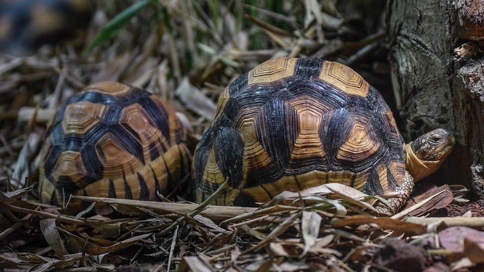 ploughshare tortoises