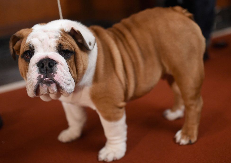 The Selective Breeding of English Bulldogs Has Led to a Lot of Health  Problems, Smart News