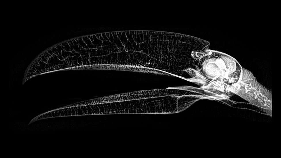 X-ray of Toco Toucan
