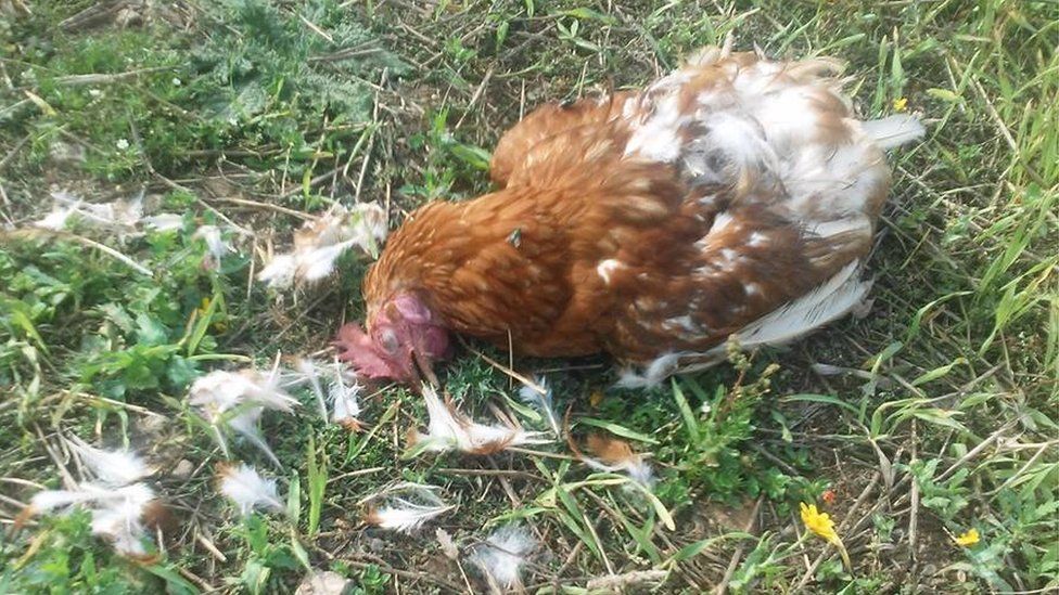 Dead chicken with feathers on the ground