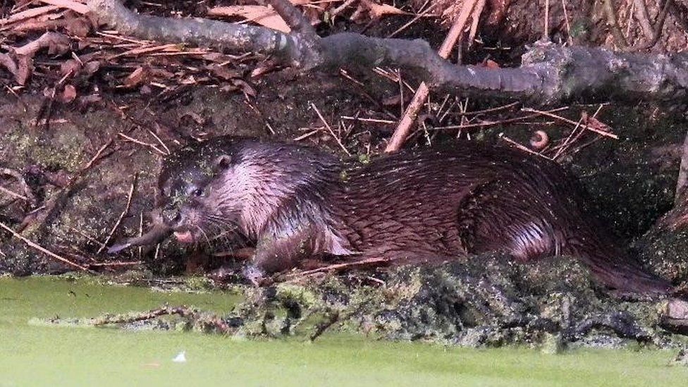 An otter in its holt