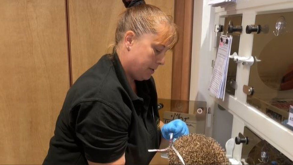 Vicki Oliver wearing blue latex gloves and handling a hedgehog