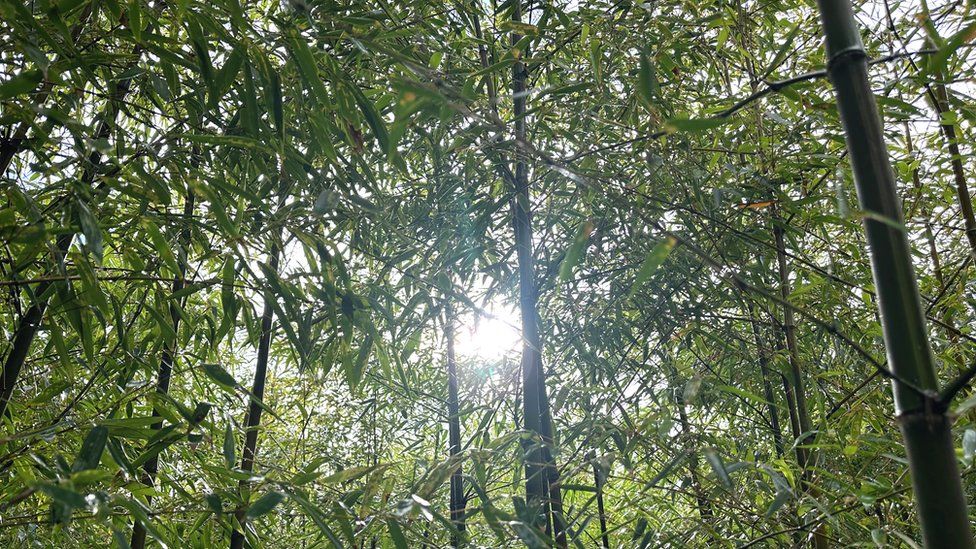 BambooLogic plantation