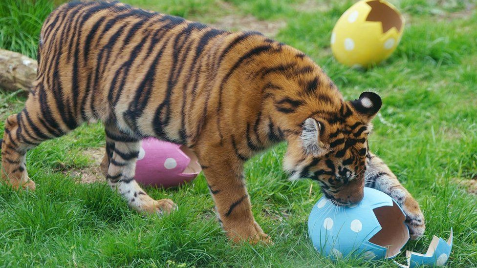 A tiger paws the cardboard Easter egg