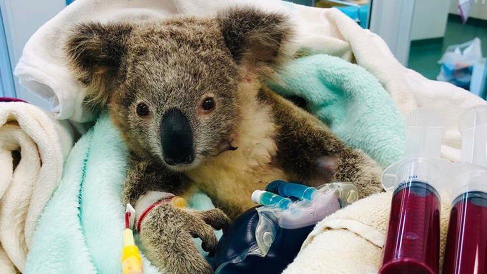 A tick-affected joey koala receiving a blood transfusion