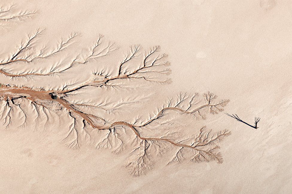 An aerial view of a dried up river bed and a tree