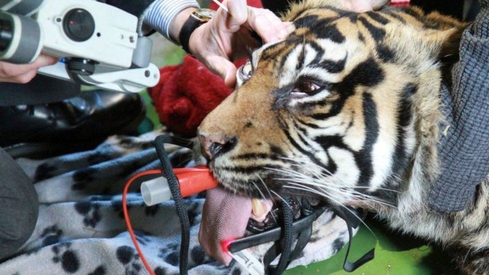 Ratna the tiger during the operation