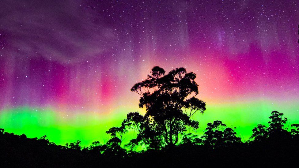 Purple and green lights of the Aurora Australis behind the silhouette of a tree in Strathblane, Tasmania, Australia