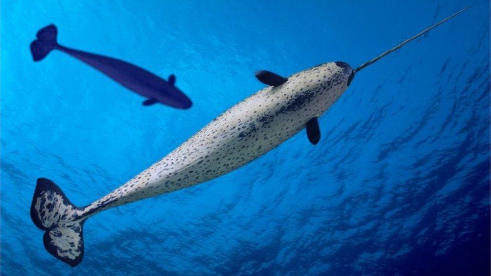 Climate Change: What Narwhal tusks can tell us about Arctic Sea ice - BBC  Newsround