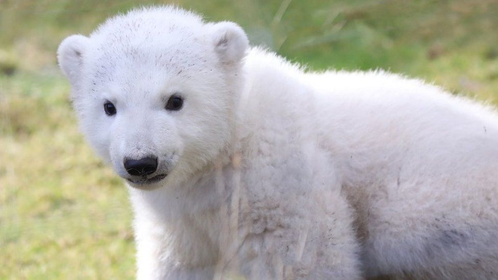 Highland Wildlife Park's new polar bear cub named - BBC News