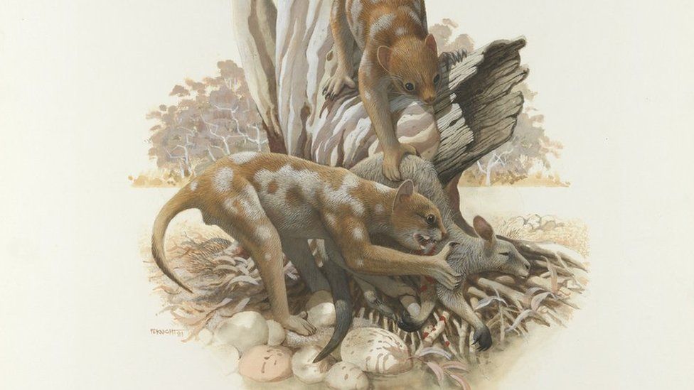 An artist's illustration of Thylacoleo carnifex, Australia's marsupial lion