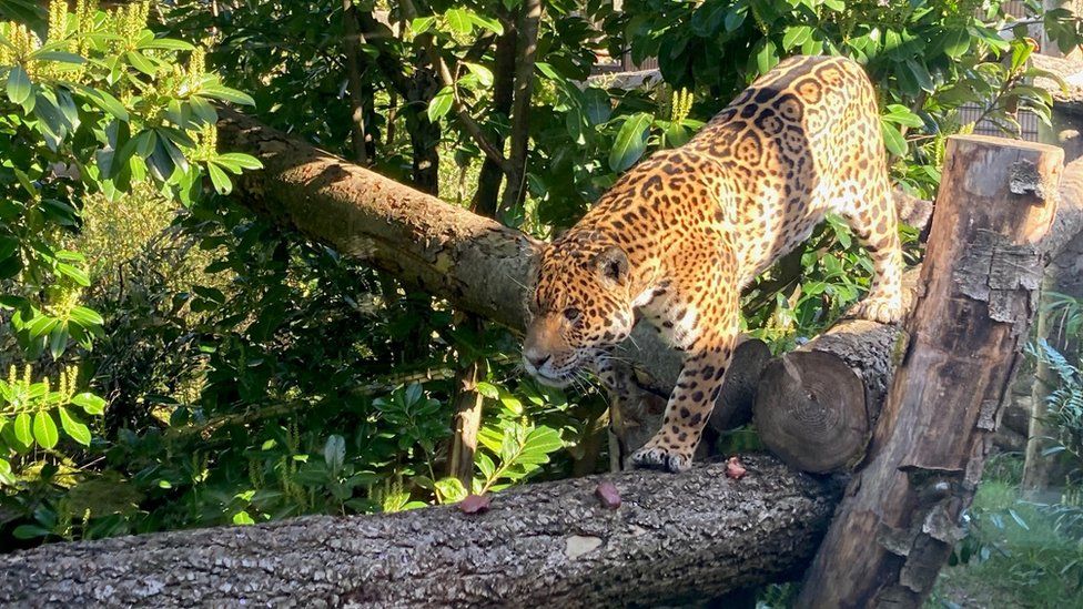 Jaguar at Paradise Wildlife Park