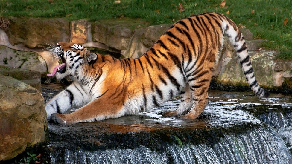 A tiger stretching in a stream