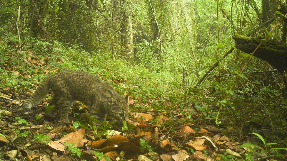 Güiña wildcat of Chile