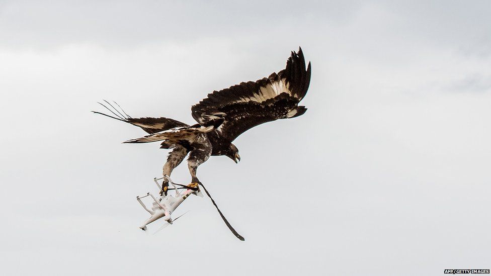 An eagle catches a drone