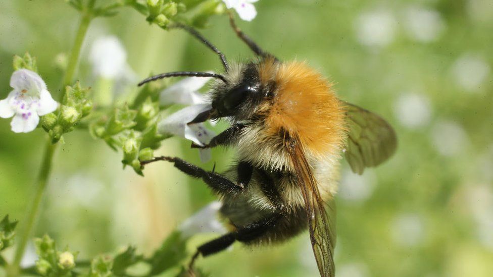 Bee pollinating