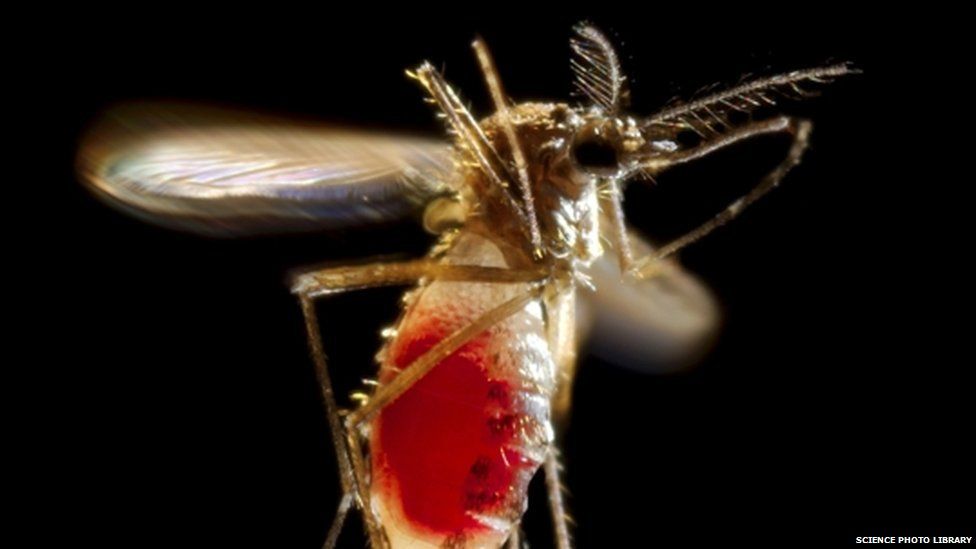 Mosquito taking flight. Female Aedes aegypti mosquito taking flight after feeding on human blood, which can be seen in her abdomen.