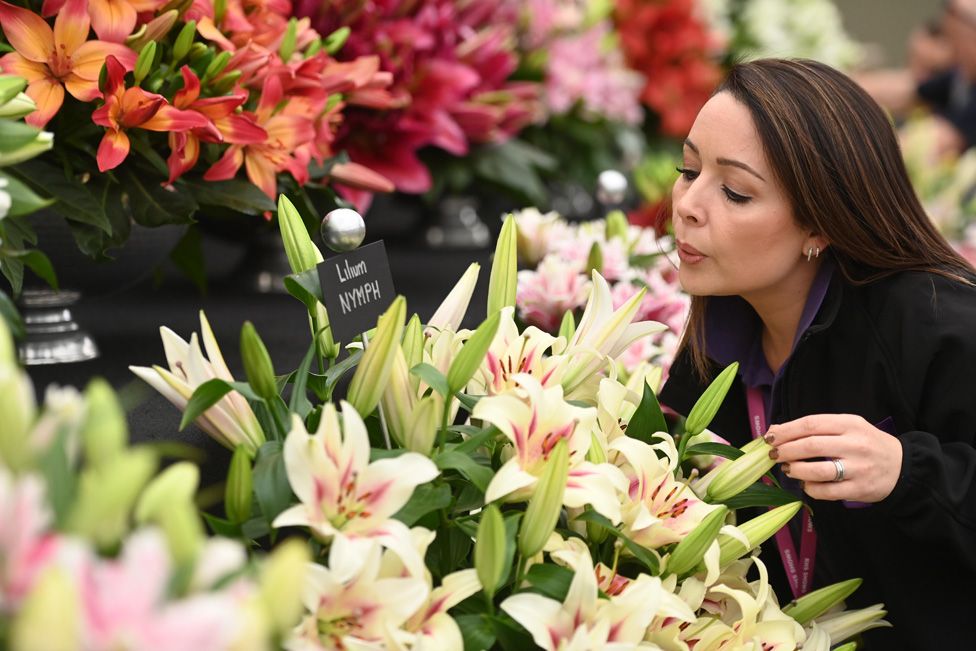 Участница выставки сдувает пыльцу, поправляя выставку лилий во время подготовки к RHS Chelsea Flower Show 2023 в Лондоне, Великобритания, 21 мая 2023 года.