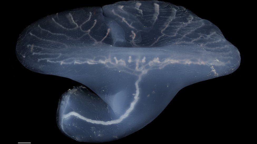 Origin Of Mystery Deep sea Mushroom Revealed BBC News Origin Of Mystery Deep sea Mushroom Revealed BBC News