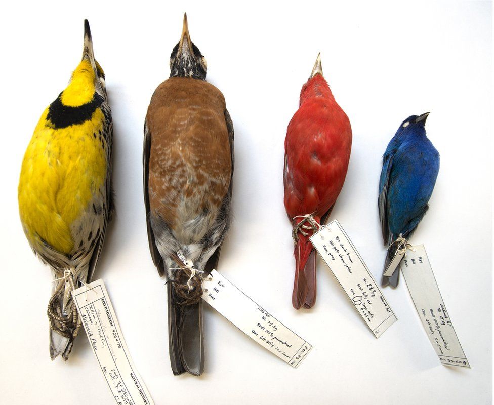 Four bird specimens of different colours, yellow, brown, red and blue