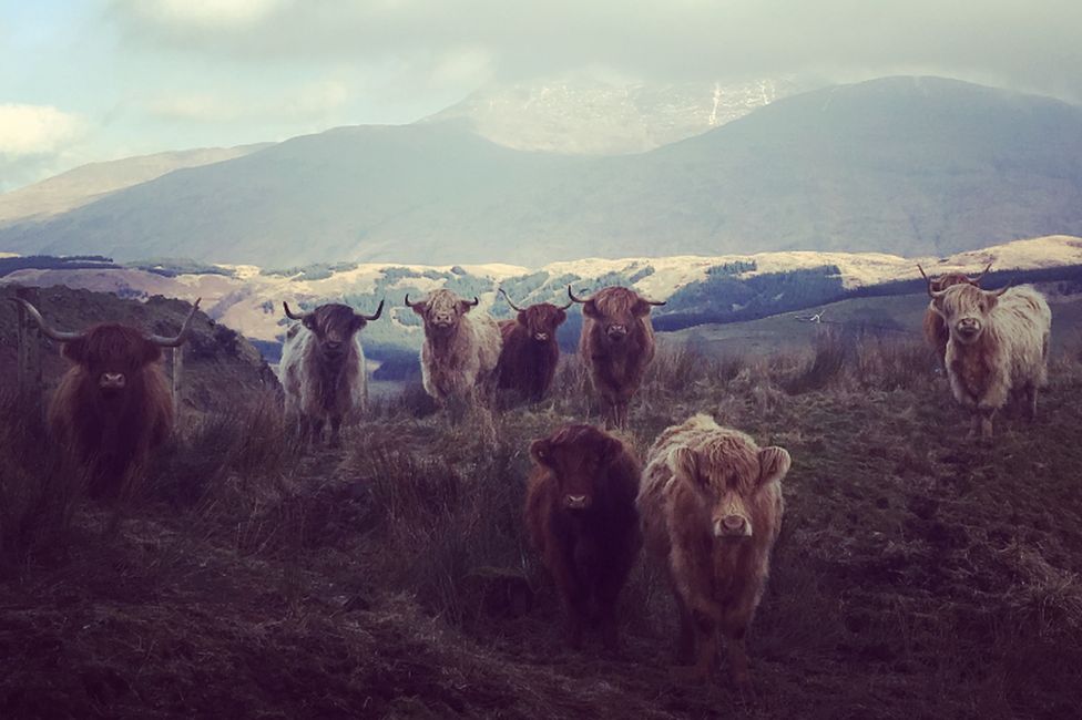 Ben Cruachan cows