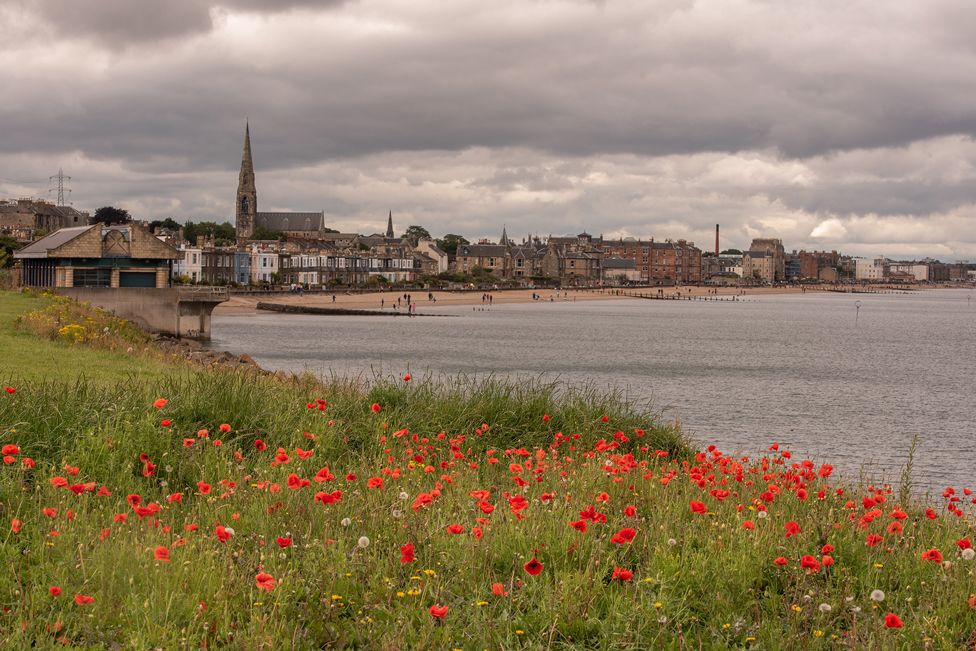 Poppies in the foreground in front of a coastline and buildings in the distance