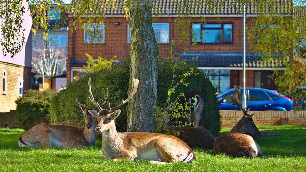Deer rest on a housing estate